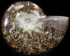 Cleoniceras Ammonite Fossil - Madagascar #41651-1